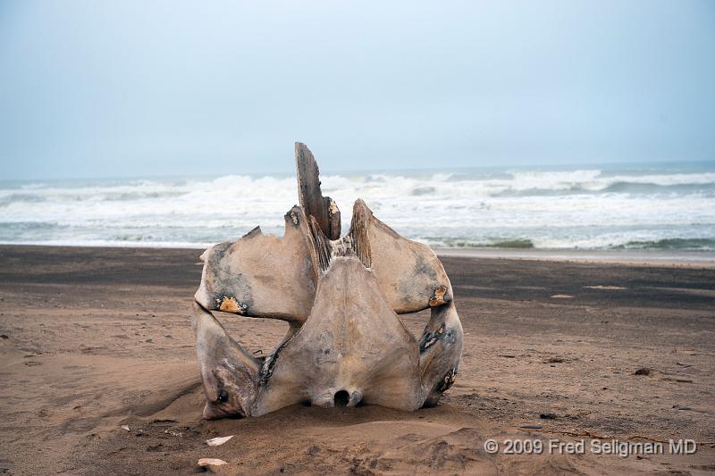 20090605_160823 D3 X1.jpg - Whale bones